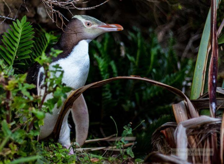 Mike & Jenny'S Kaka Point Accommodation Екстер'єр фото